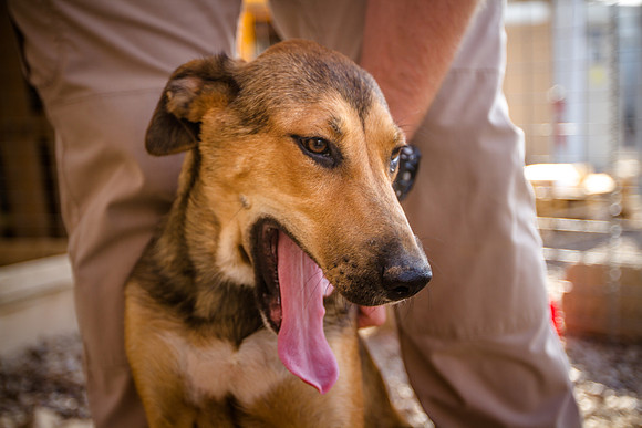 Kujo
