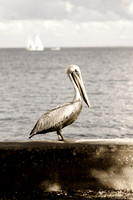 St. Petersburge Pelican