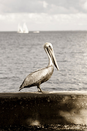 St. Petersburge Pelican