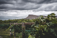 Resoration Vineyards